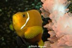 Amphiprion nigripes - 